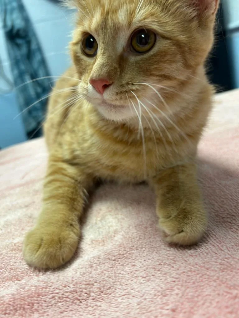 A baby medium-sized male Domestic Short Hair cat named Milo for adoption in Detroit, MI