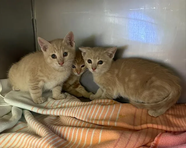 A baby small-sized male Domestic Short Hair cat named Acorn for adoption in Santa Cruz, CA