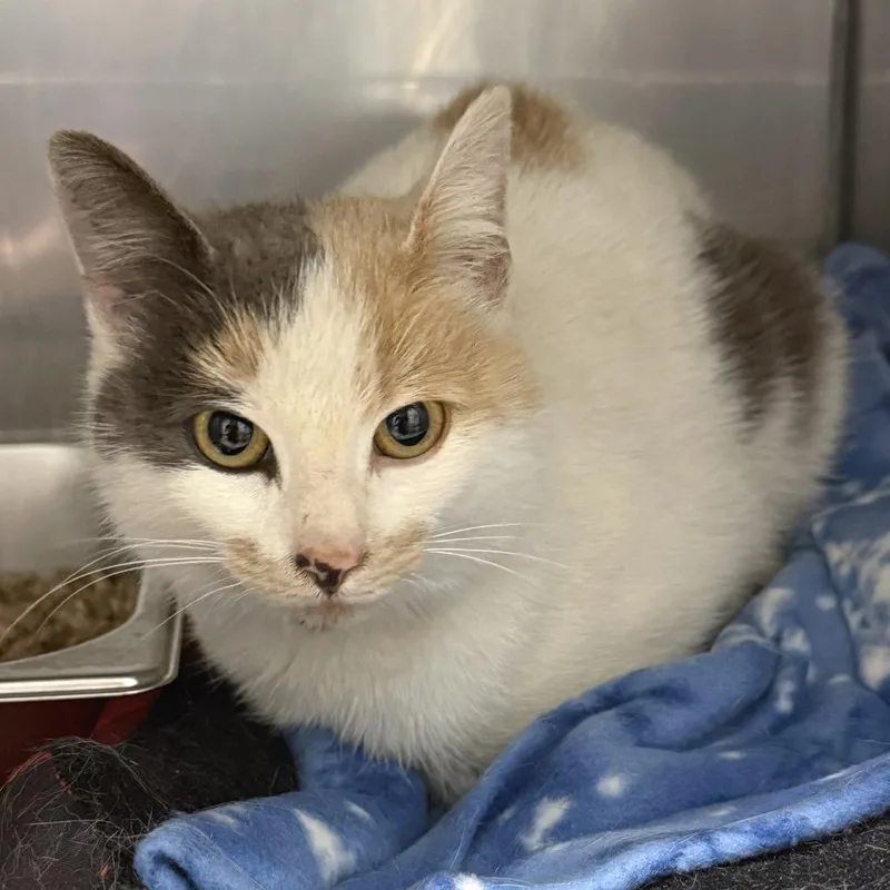 An adult medium-sized female Calico Domestic Short Hair cat named Marmalade for adoption in Pittsford, VT