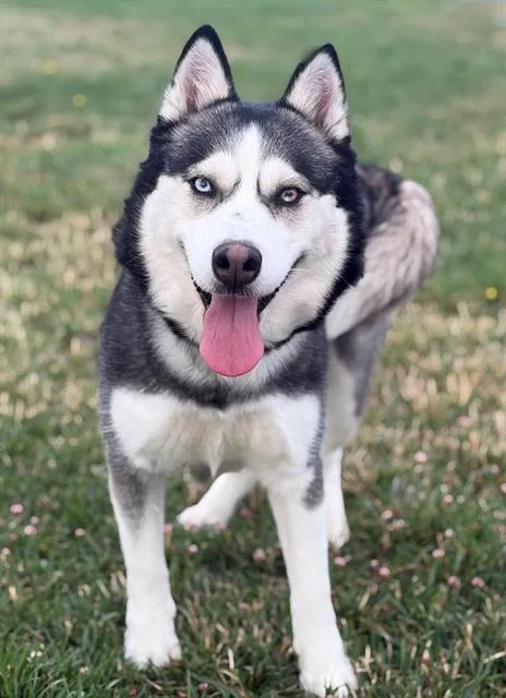 An adult large-sized female Siberian Husky dog named Freya for adoption in Fairfield, CA