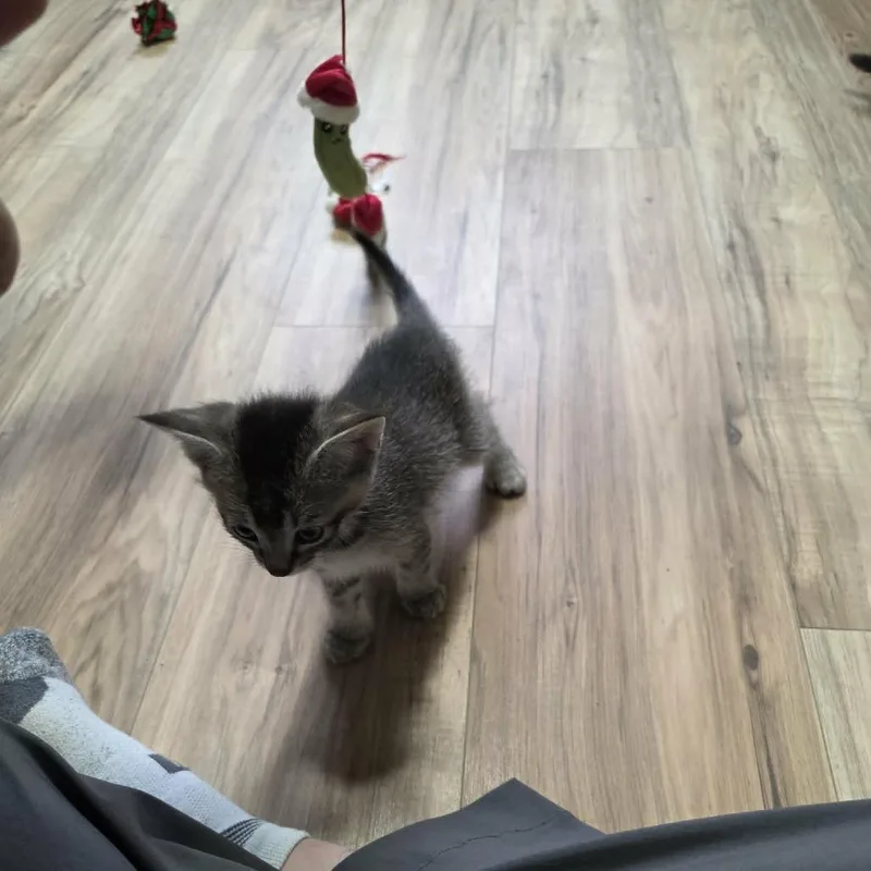 A baby small-sized male Gray / Blue / Silver Domestic Short Hair cat named Fluffy Baby for adoption in Maple Falls, WA