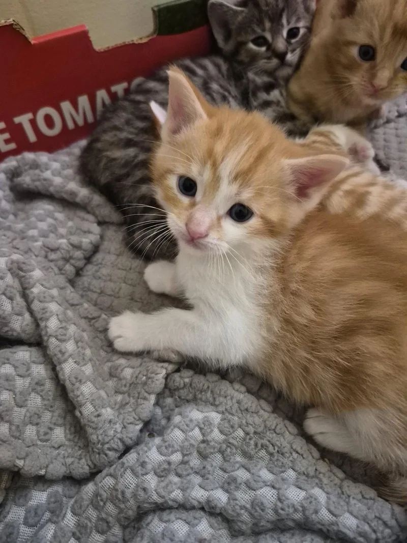 A baby small-sized male Orange & White Domestic Medium Hair cat named C Litter Cosmos for adoption in Livonia, MI