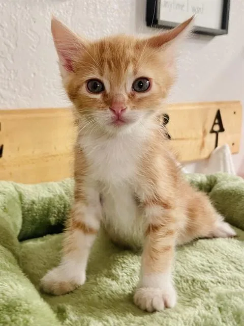 A baby small-sized male Domestic Short Hair cat named Simba for adoption in Ontario, CA