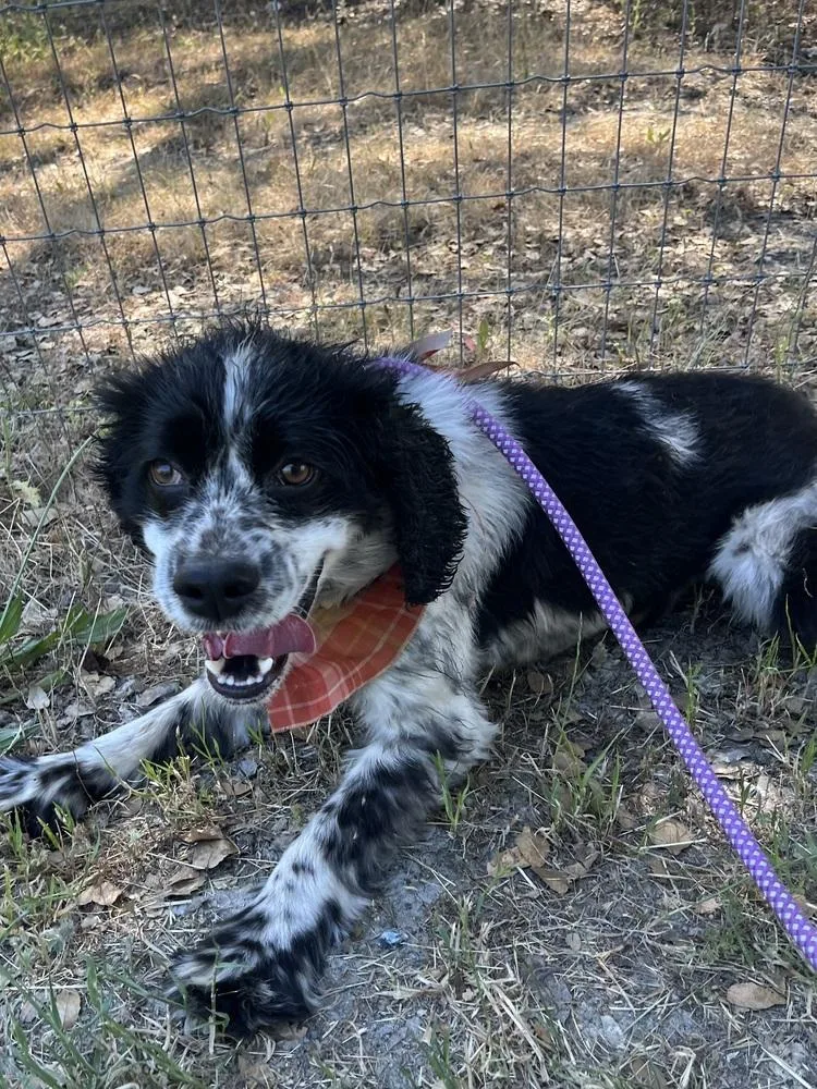 An adult medium-sized male Tricolor (Brown, Black, & White) Cocker Spaniel dog named Bingo for adoption in Jamestown, CA