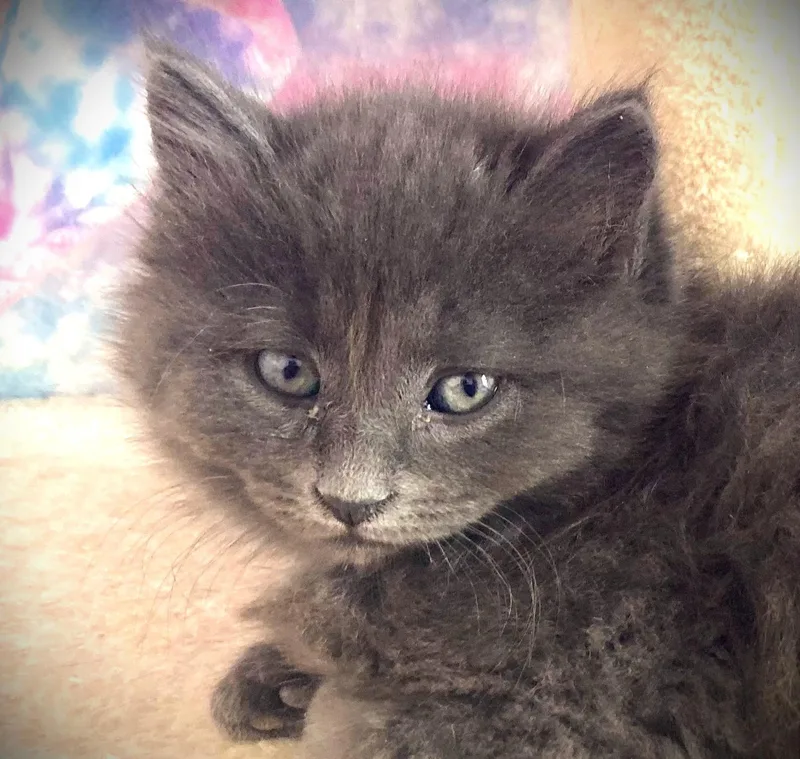 A baby small-sized male Gray / Blue / Silver Domestic Long Hair cat named Harry for adoption in Mankato, MN
