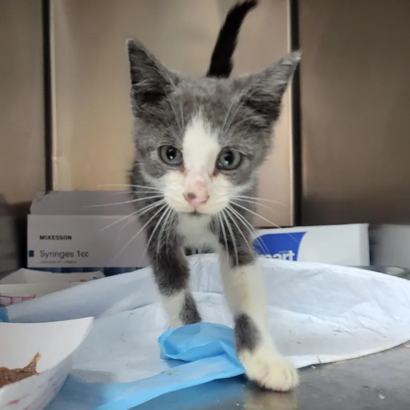 A baby small-sized male Gray / Blue / Silver Domestic Short Hair cat named Levar for adoption in Westminster, CA