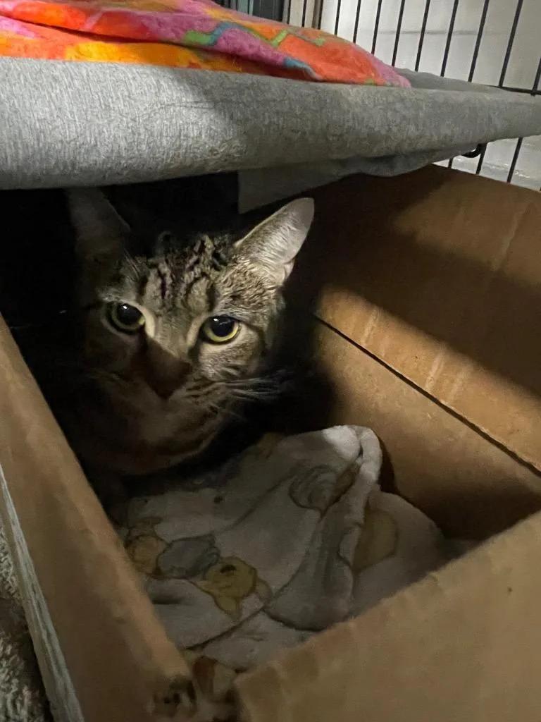 An adult small-sized female Domestic Short Hair cat named Missy for adoption in St. Albans, VT