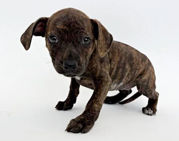 A baby small-sized female Terrier dog named Isabella for adoption in Saint Louis, MO