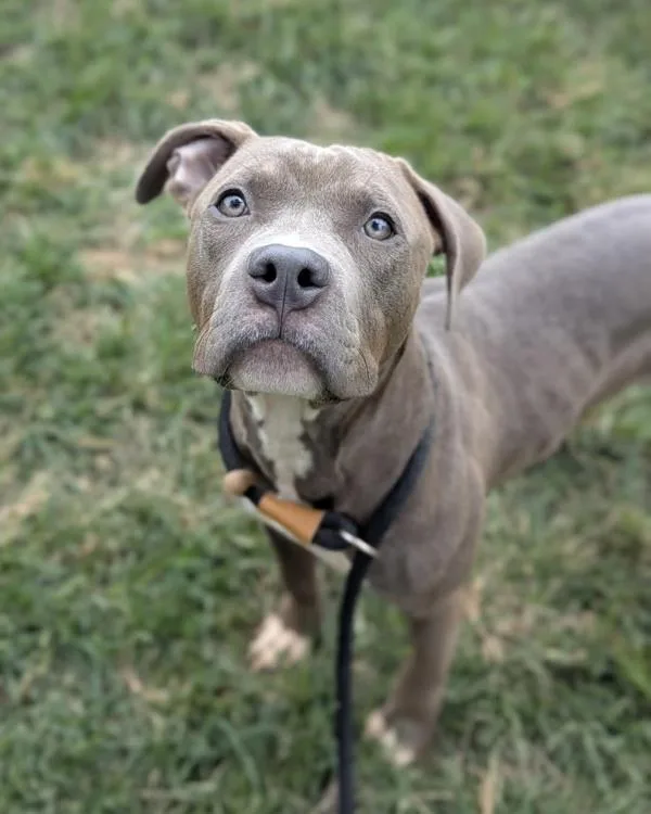 A young medium-sized male Pit Bull Terrier dog named Stouffer Stan for adoption in Richmond, VA