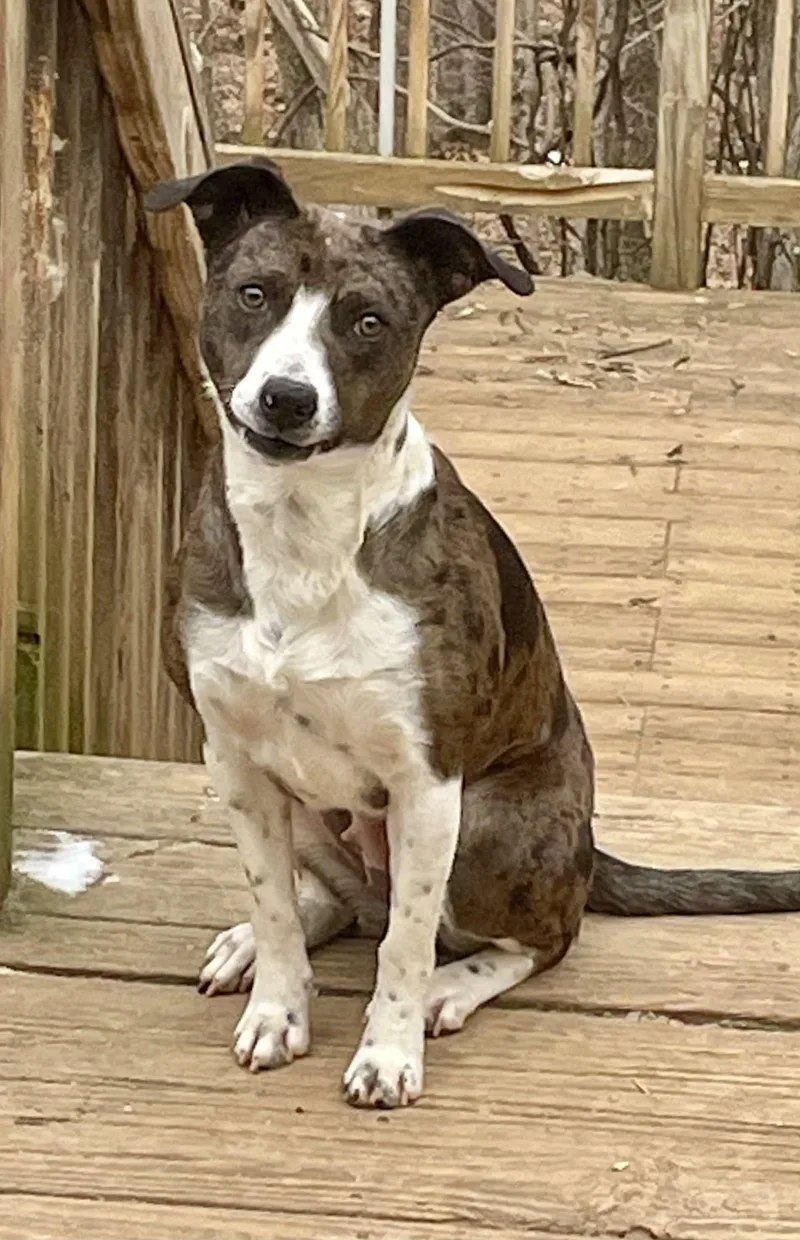 A young medium-sized female Merle (Blue) Catahoula Leopard Dog dog named Trixie for adoption in Harrisburg, PA