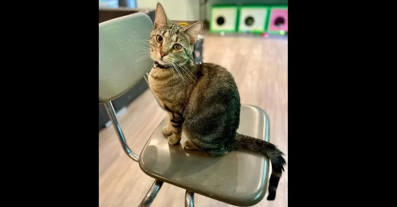 Daffodil thumbnail 2