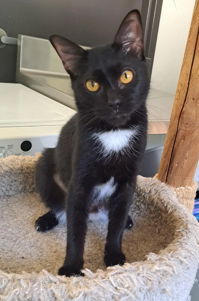 An adult medium-sized female Black & White / Tuxedo Domestic Short Hair cat named Clover for adoption in Manning, SC