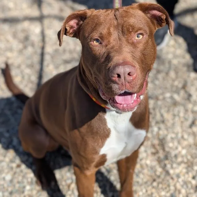 An adult large-sized male Brown / Chocolate Mixed Breed dog named Otter for adoption in West Olive, MI