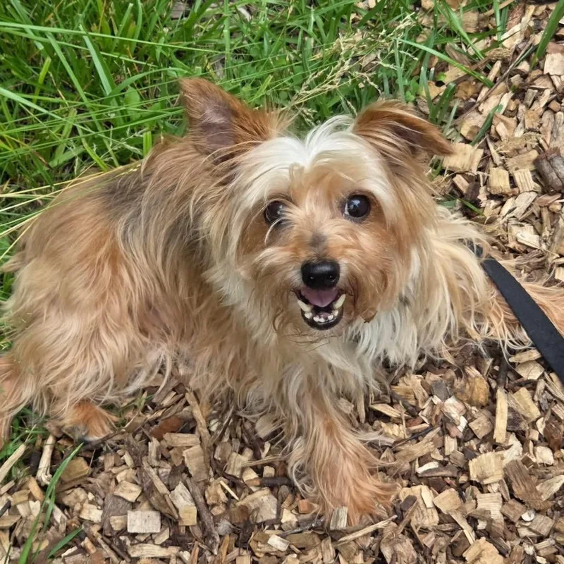 A senior small-sized female Brown / Chocolate Mixed Breed dog named Sansa for adoption in Mentor, OH