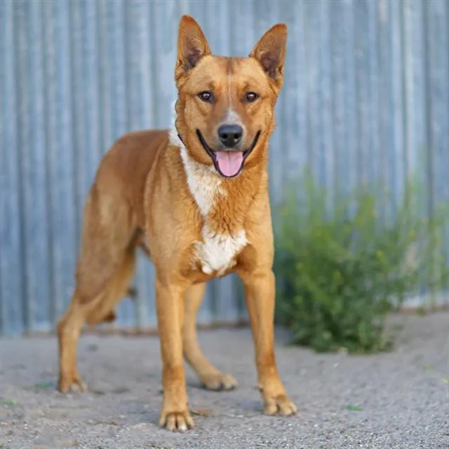 An adult medium-sized male German Shepherd Dog dog named Coco for adoption in Albuquerque, NM