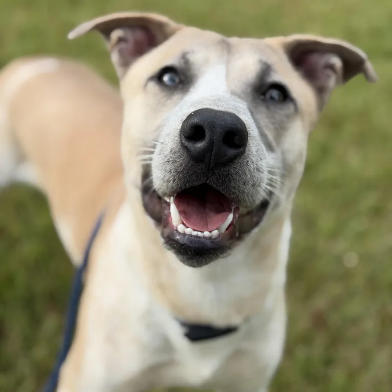 A baby medium-sized male Apricot / Beige Labrador Retriever dog named Pepsi for adoption in Pearland, TX