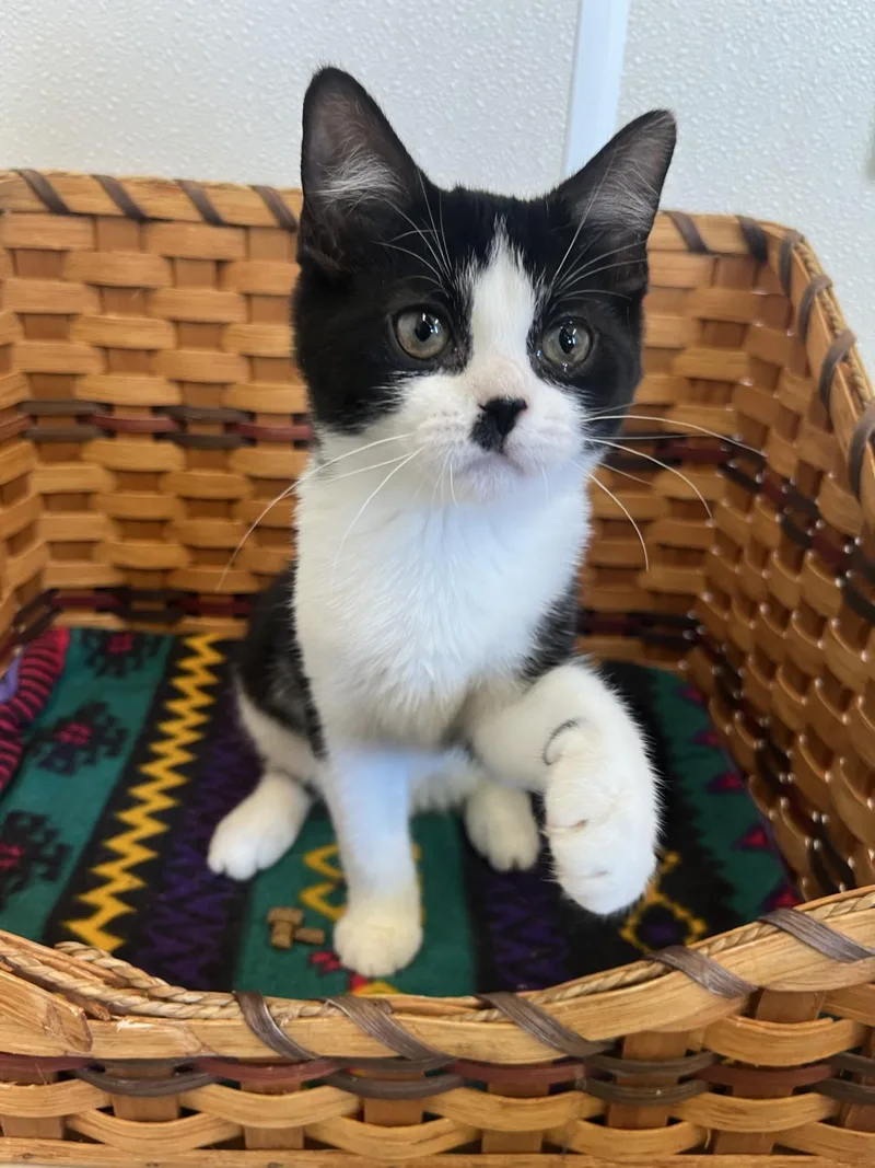 A young medium-sized female Black Domestic Short Hair cat named Emmy for adoption in Upper Sandusky, OH