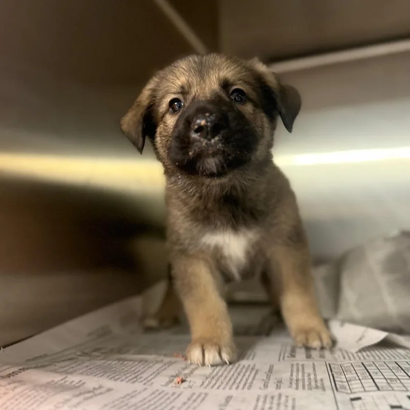 A baby small-sized male Yellow / Tan / Blond / Fawn Mixed Breed dog named Chandler for adoption in Pauls Valley, OK