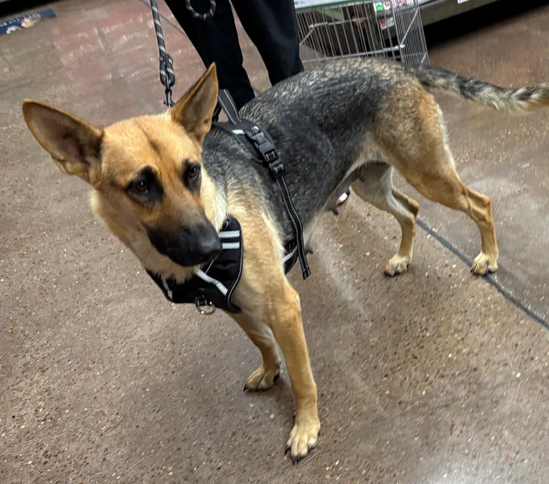 A young large-sized female German Shepherd Dog dog named Leche for adoption in Dallas, TX