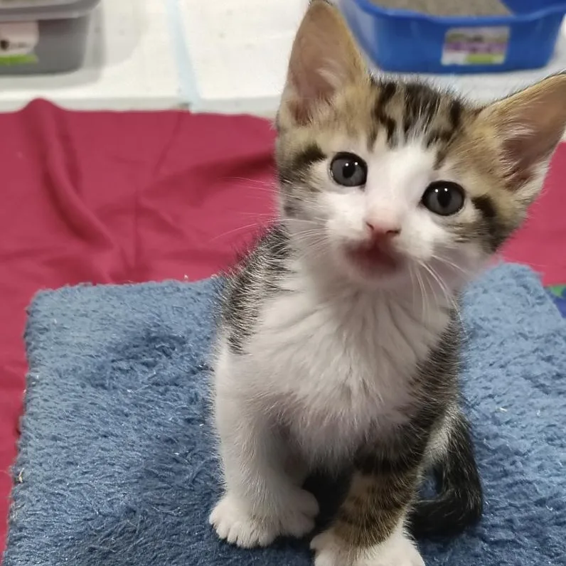A baby small-sized male Tabby (Buff / Tan / Fawn) Domestic Short Hair cat named Parker for adoption in Elyria, OH