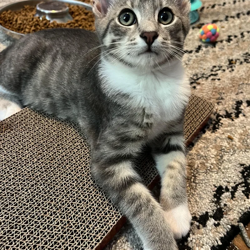 A baby large-sized male Gray & White Domestic Short Hair cat named Aspen for adoption in Massillon, OH