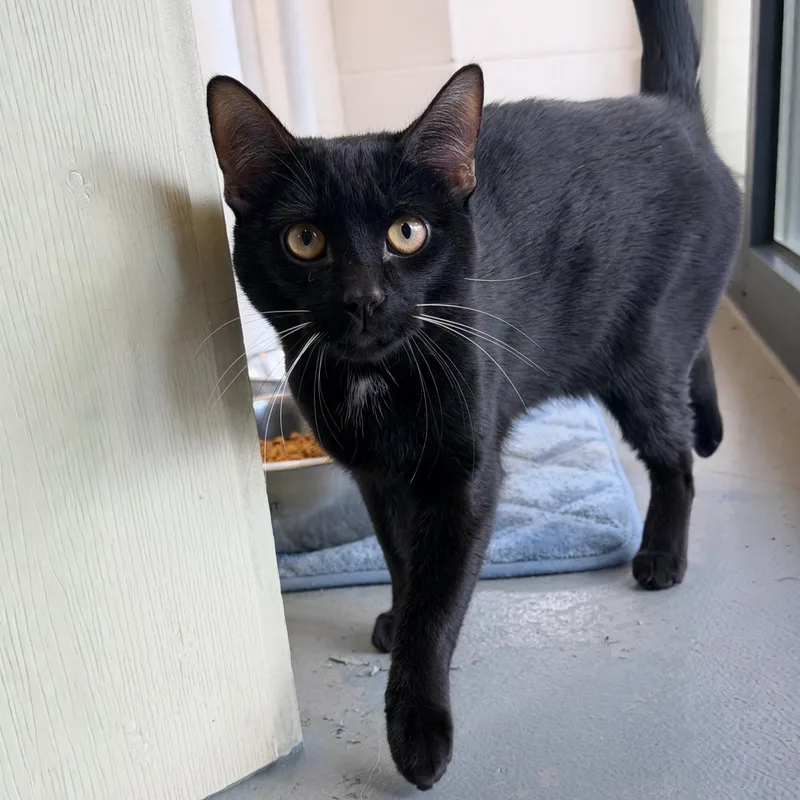 A young medium-sized male Black Domestic Short Hair cat named Echard for adoption in Latrobe, PA