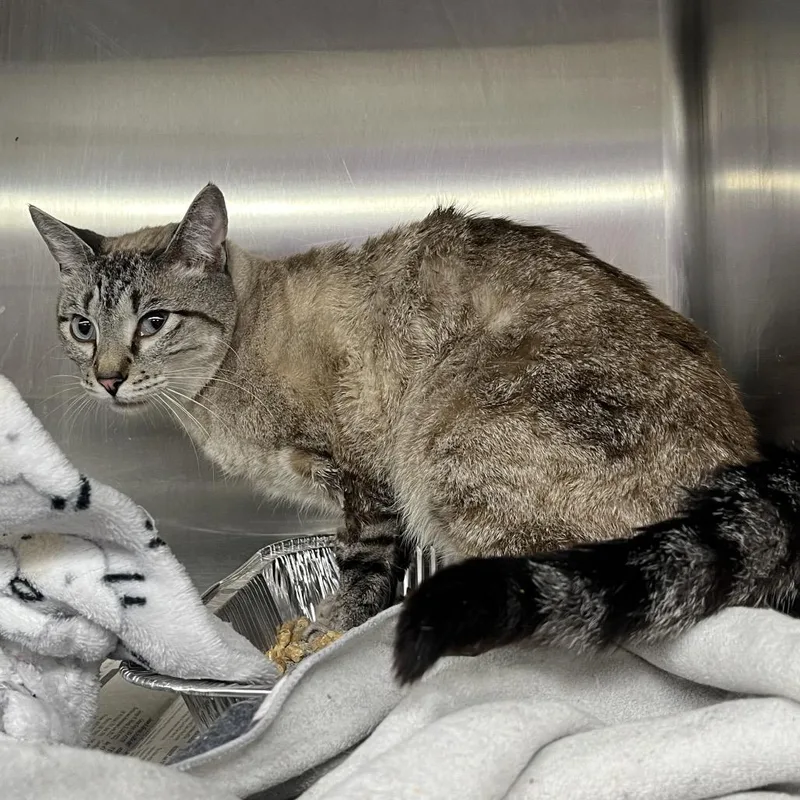 An adult medium-sized male Gray / Blue / Silver Domestic Short Hair cat named Barry for adoption in Pauls Valley, OK