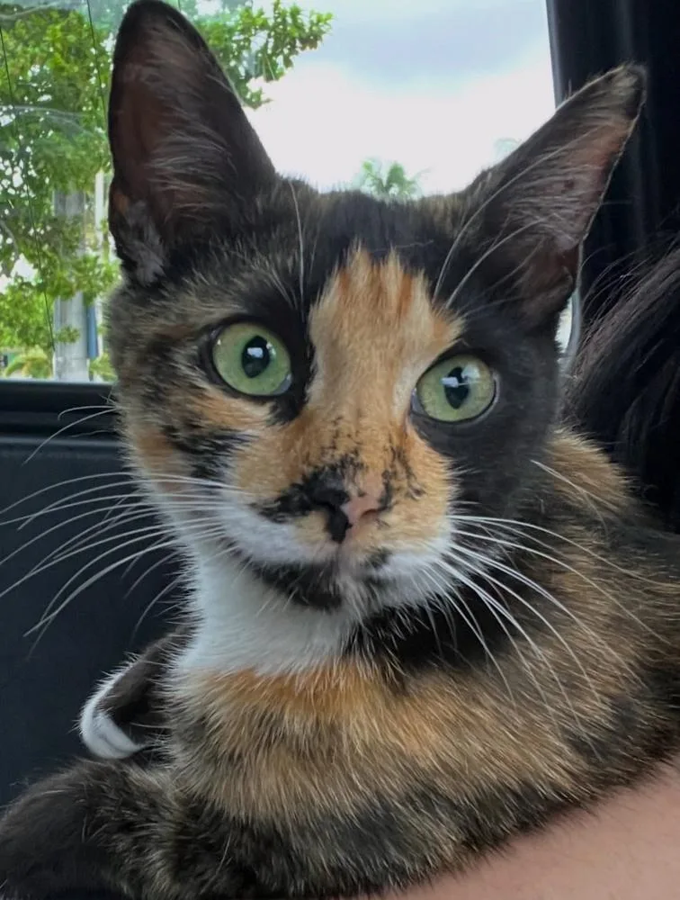 A baby medium-sized female Domestic Short Hair cat named Amira for adoption in Fort Lauderdale, FL