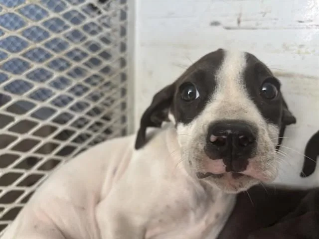 A baby small-sized male Black Pit Bull Terrier dog named Jericho URGENT for adoption in Thousand Oaks, CA