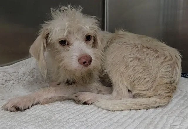 An adult small-sized male Wirehaired Pointing Griffon dog named Jeffery for adoption in Fort Lauderdale, FL