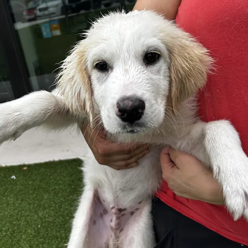 A baby medium-sized male White / Cream Mixed Breed dog named Maverick for adoption in Leander, TX