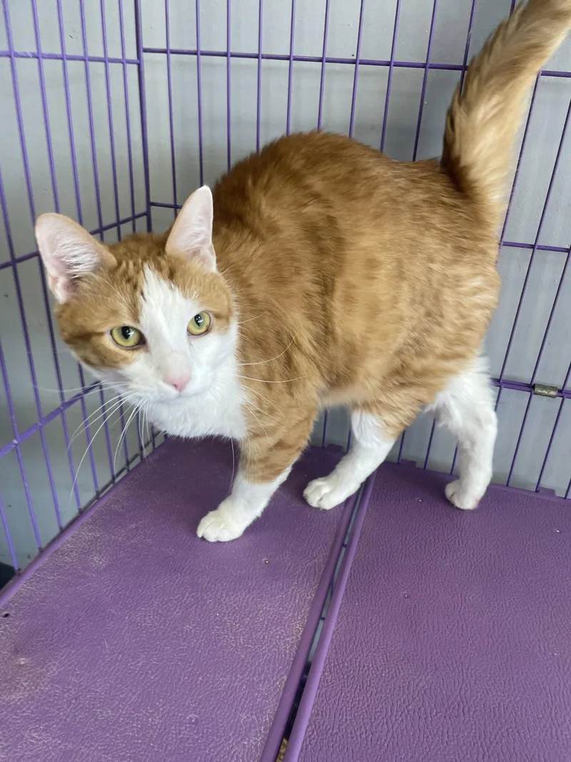 An adult medium-sized male Orange & White Tabby cat named Jack for adoption in Georgetown, KY