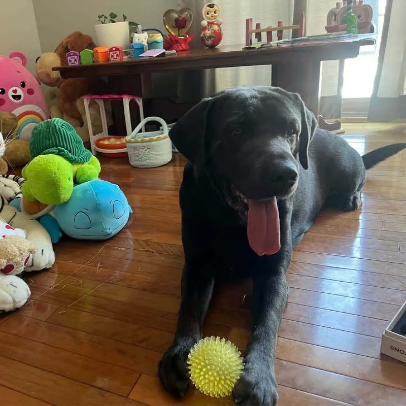 An adult small-sized male Gray / Blue / Silver Black Labrador Retriever dog named Maximus D for adoption in Princeton, MN