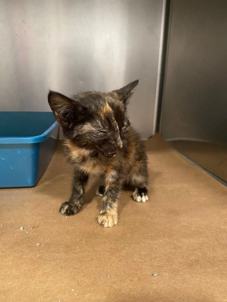A baby large-sized female Domestic Short Hair cat named Sasha for adoption in Cartersville , GA