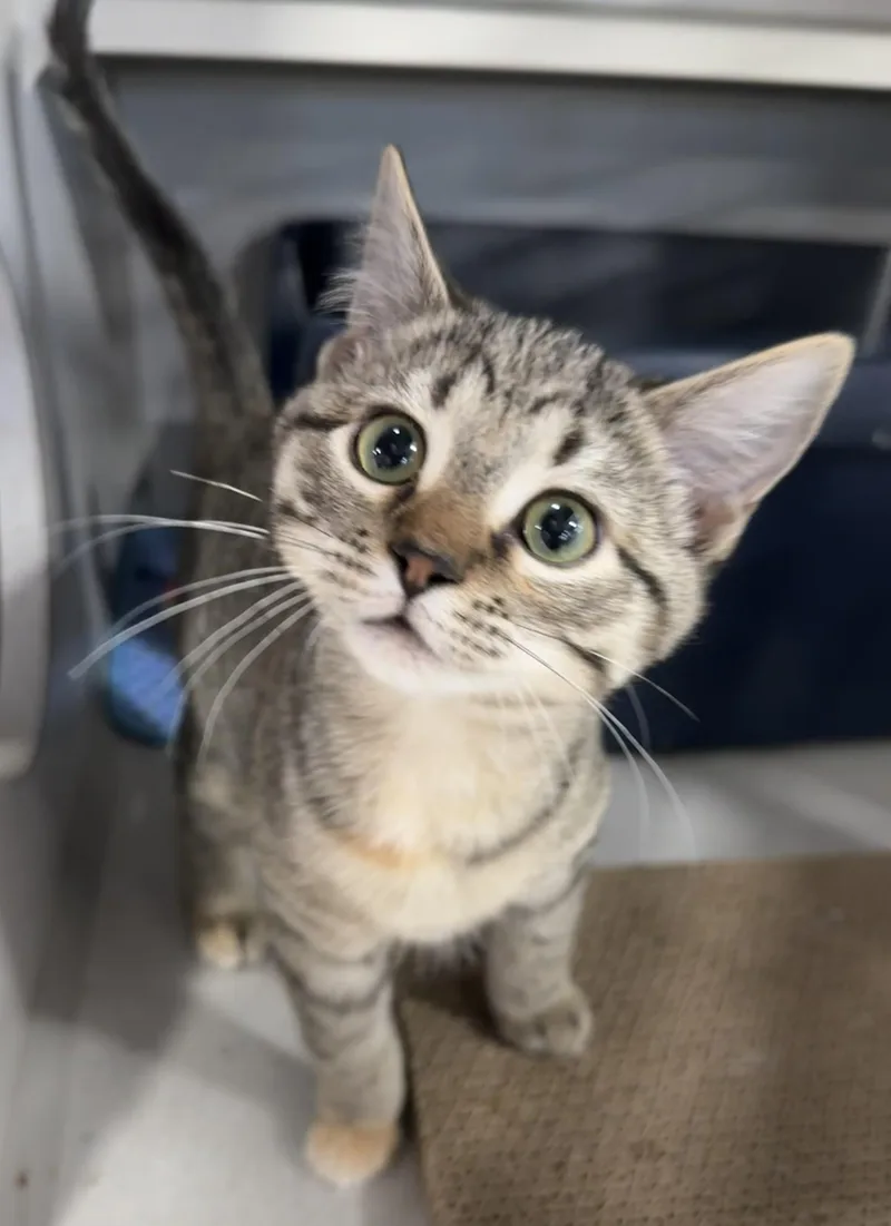 A young small-sized female Tabby (Brown / Chocolate) Domestic Short Hair cat named Monica for adoption in Webster City, IA