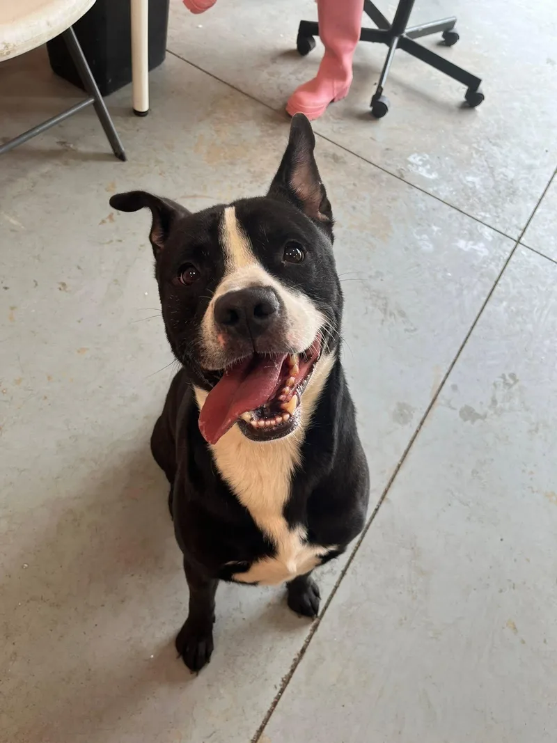An adult medium-sized male Black Pit Bull Terrier dog named Clover for adoption in Lincoln Park, MI