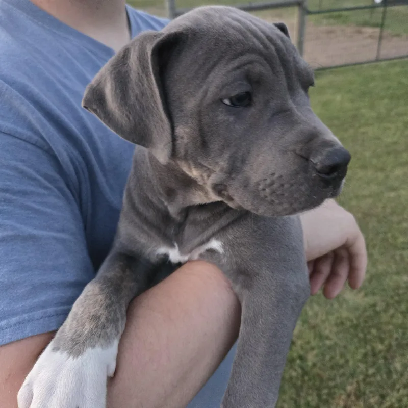A baby large-sized male Gray / Blue / Silver Catahoula Leopard Dog dog named Moon Pie for adoption in Sheridan, AR