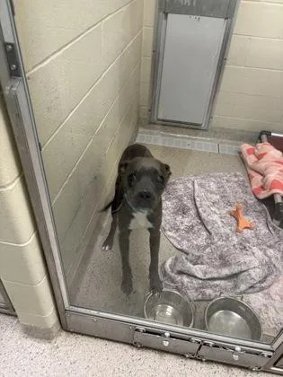 A baby medium-sized male Pit Bull Terrier dog named Jimmie for adoption in Fishers, IN