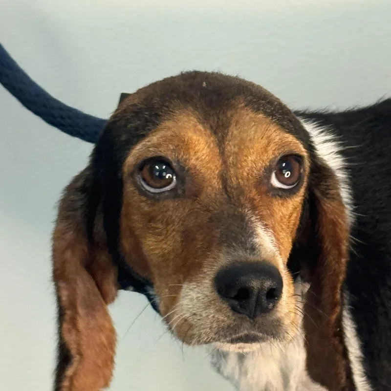 An adult small-sized female Tricolor (Brown, Black, & White) Beagle dog named Piper for adoption in Meherrin, VA