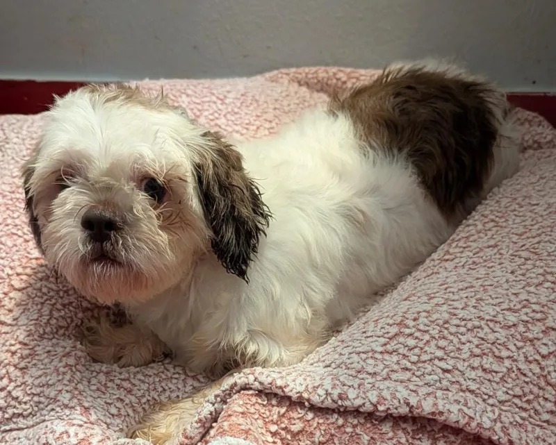 An adult small-sized female Shih Tzu dog named Lainey for adoption in Fort Myers, FL