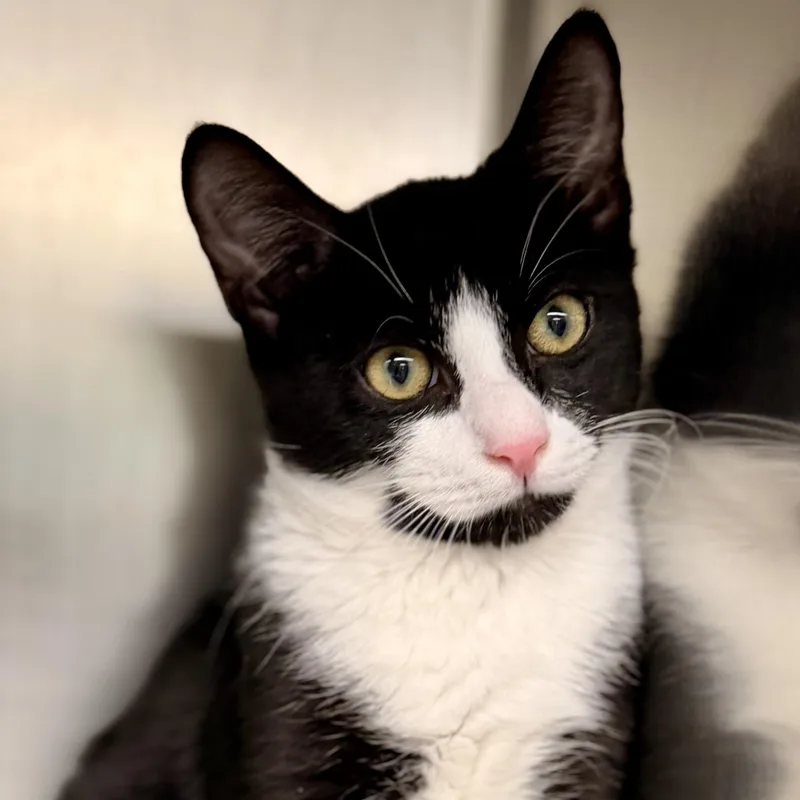 A young medium-sized male Black & White / Tuxedo Domestic Short Hair cat named Tuna for adoption in Jackson, NJ
