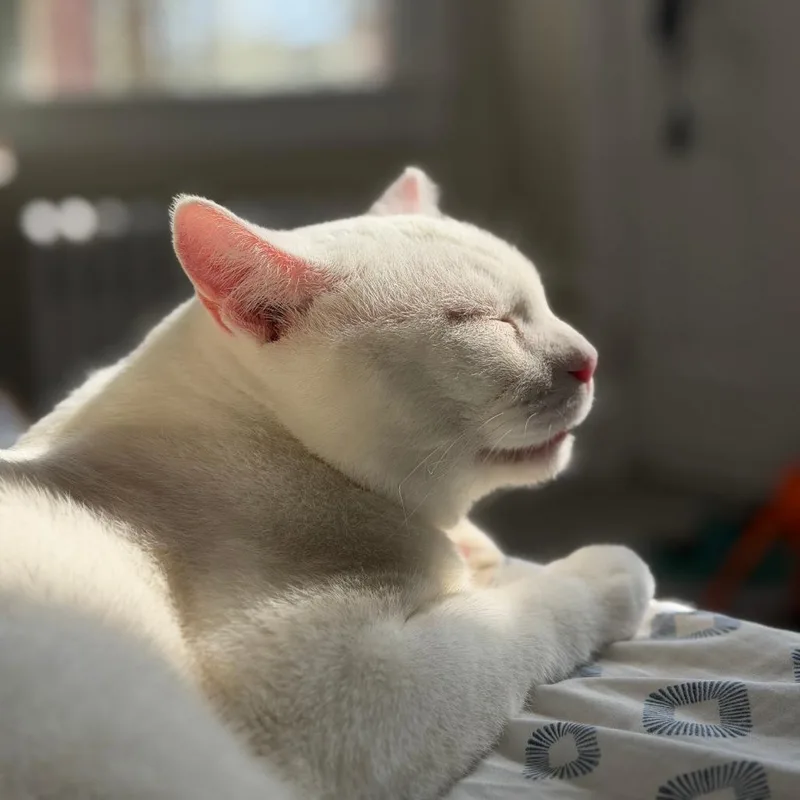 An adult medium-sized male White Domestic Short Hair cat named Nimbus for adoption in Baltimore, MD