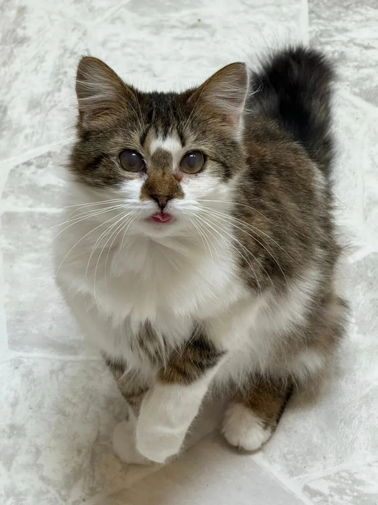 A young large-sized female Domestic Long Hair cat named Vita for adoption in Chillicothe, OH