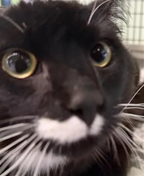 A young small-sized male Domestic Short Hair cat named Niya for adoption in Los Angeles, CA