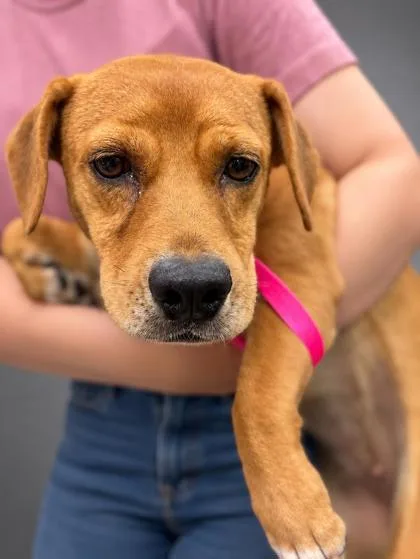 An adult medium-sized female Beagle dog named Delaney for adoption in Bowling Green, KY