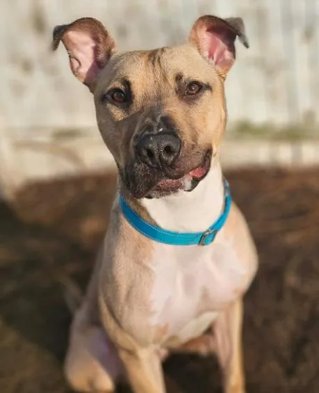 A young large-sized male Yellow / Tan / Blond / Fawn Pit Bull Terrier dog named Theo for adoption in Albany, NY