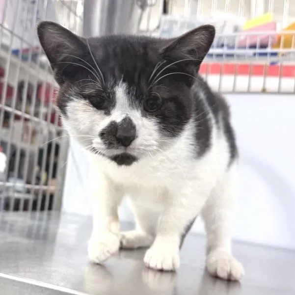 A young medium-sized male Brown / Chocolate Domestic Short Hair cat named Shep for adoption in New York, NY