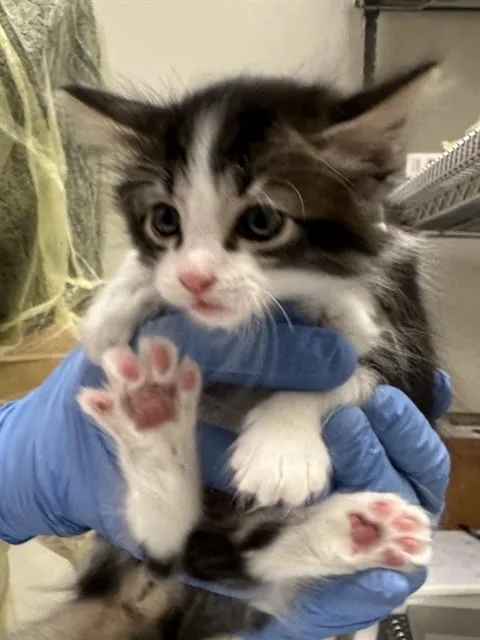 A baby small-sized male Domestic Short Hair cat named Pogo for adoption in Phoenix, AZ