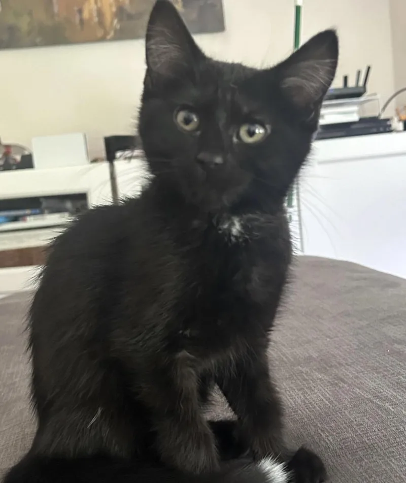 A baby small-sized female Black Domestic Short Hair cat named Tippy for adoption in Maineville, OH