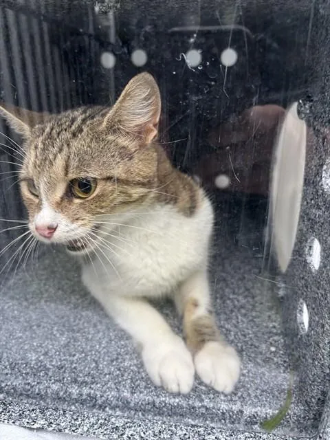 A young small-sized female Domestic Short Hair cat named Bea for adoption in Naples, FL
